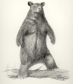 CLICK HERE for more about bear works