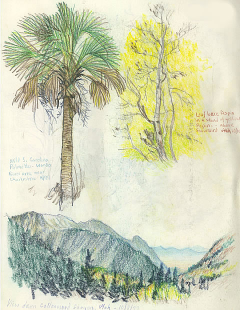 CLICK HERE to see the palmetto palm in a painting