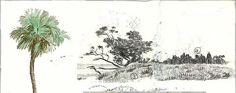 CLICK HERE to see the salt marsh sketch used in a painting